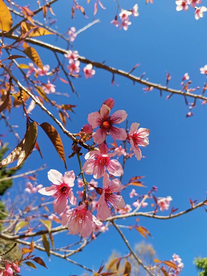 sakura