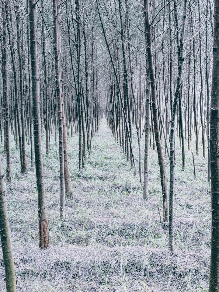 trees