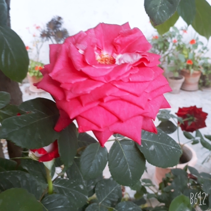 rose