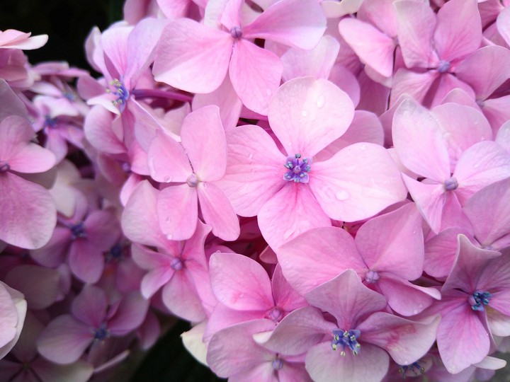 pink flower
