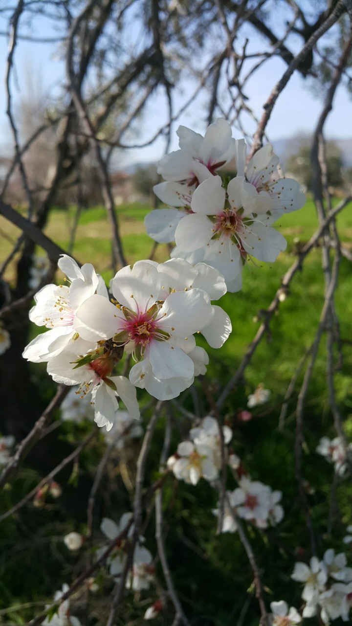 Spring 2017
