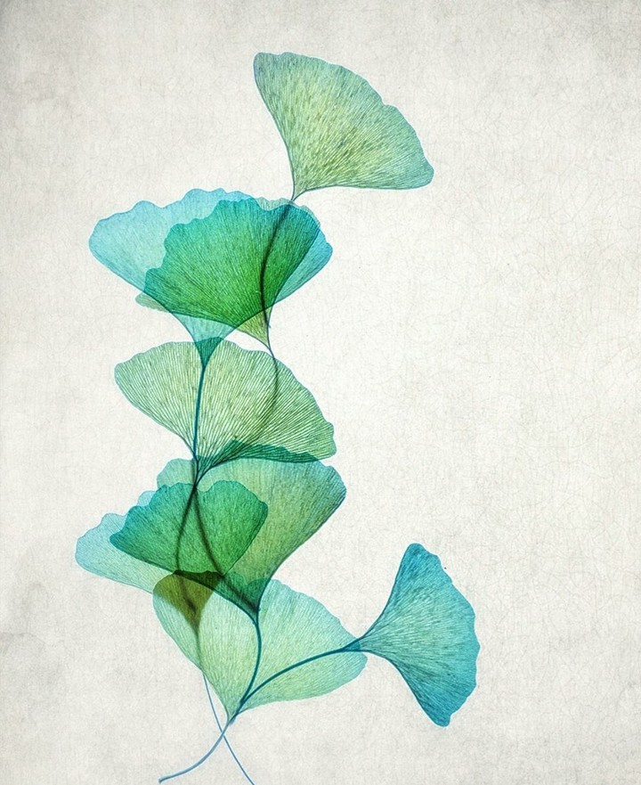 Ginkgo biloba