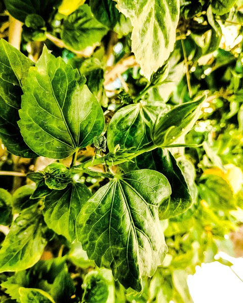 greenify