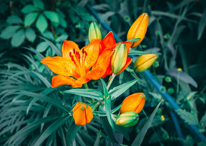 Flower