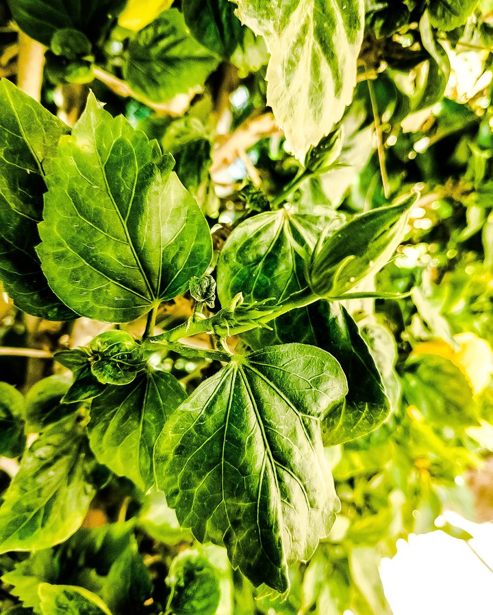 greenify