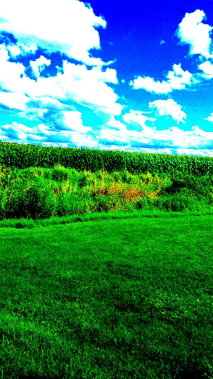 Grass field