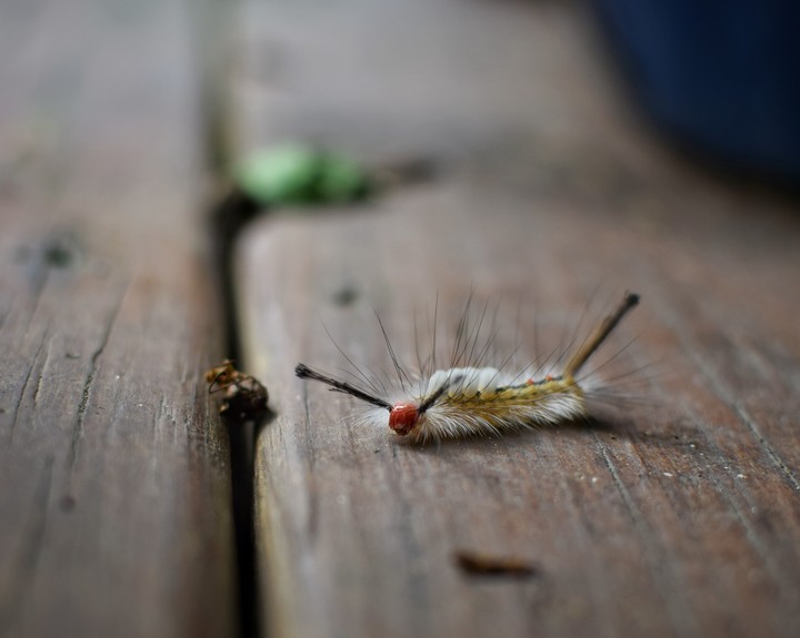cute caterpillar