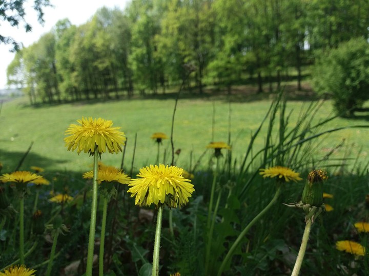 yellow flowers
