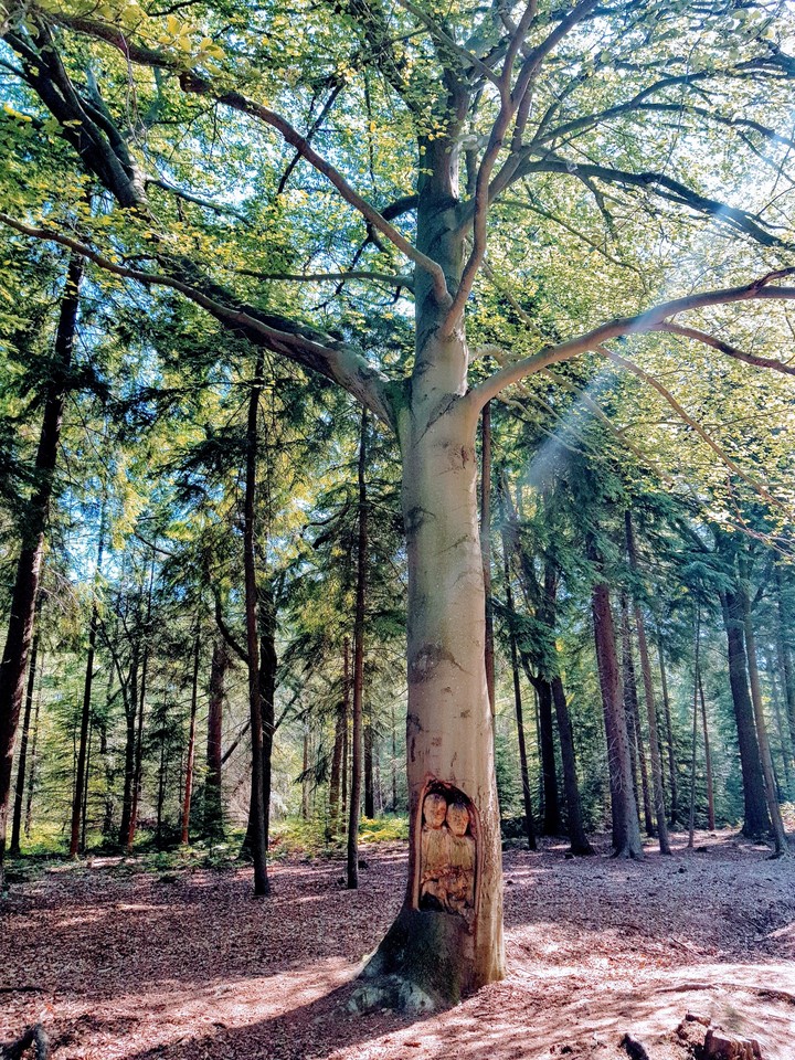 Trees
