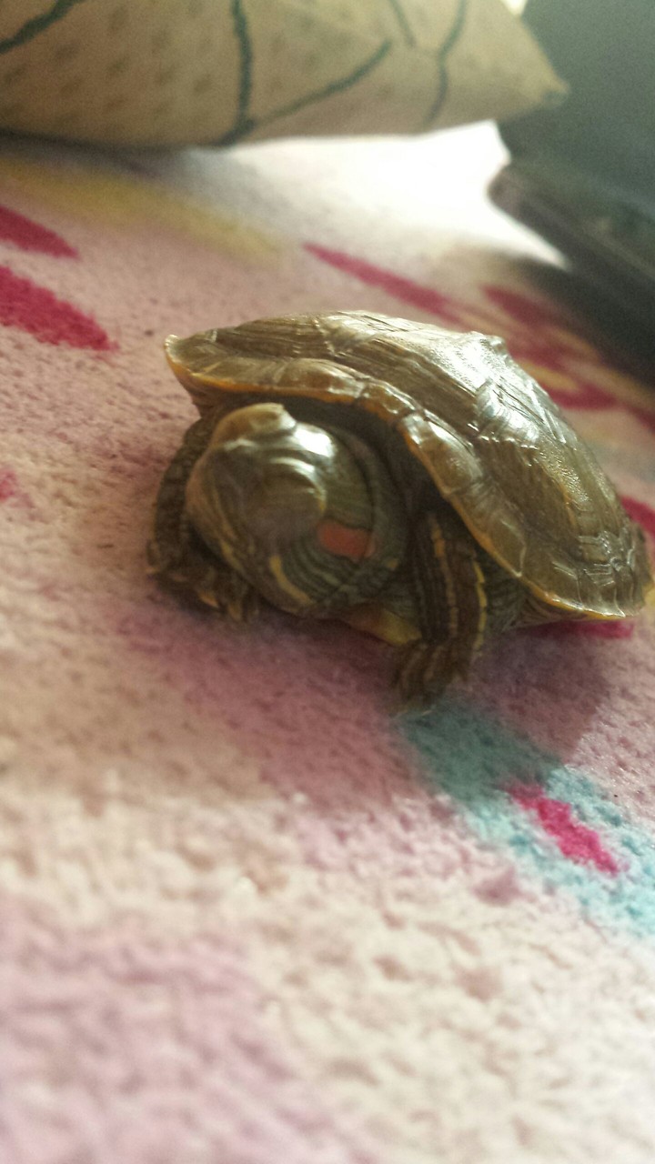turtle