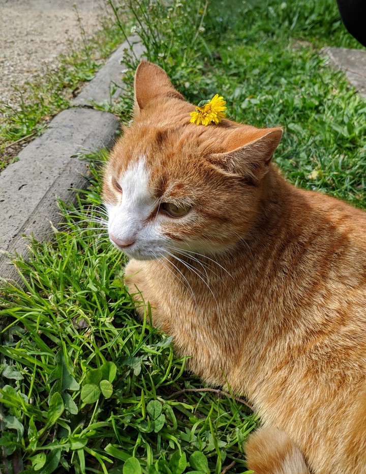 lovely day and lovely metro cat
