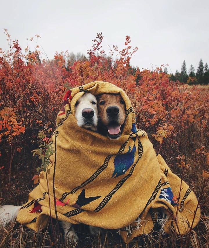 Dogs in blanket