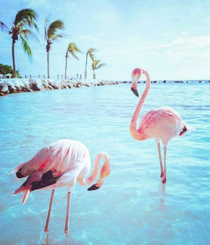 flamingos