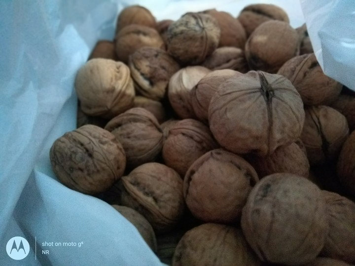 Walnut