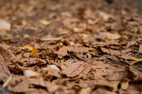 Autumn
