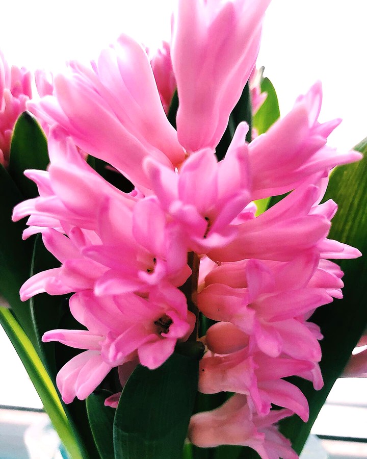 Flowers ?