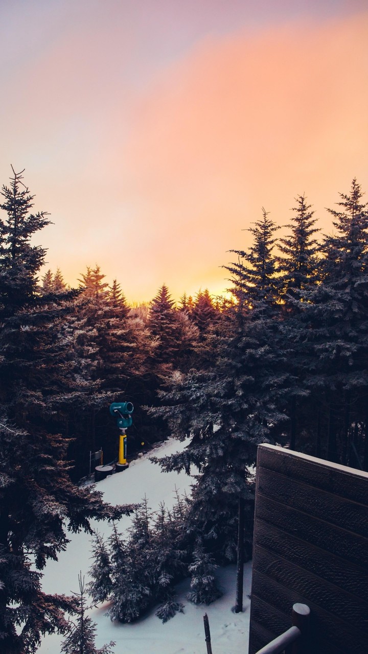 tree snow