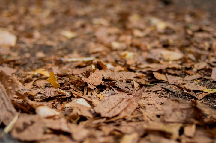 Autumn