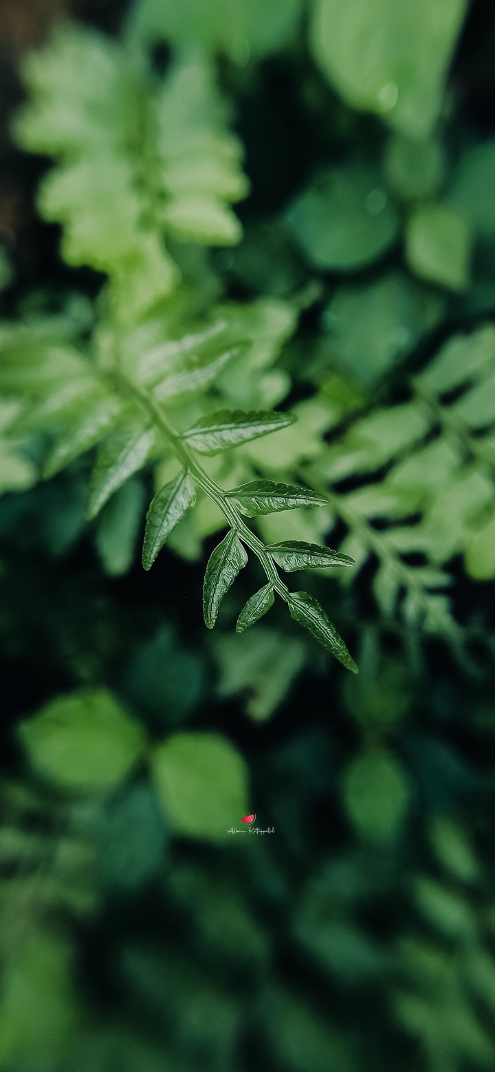Moody Green