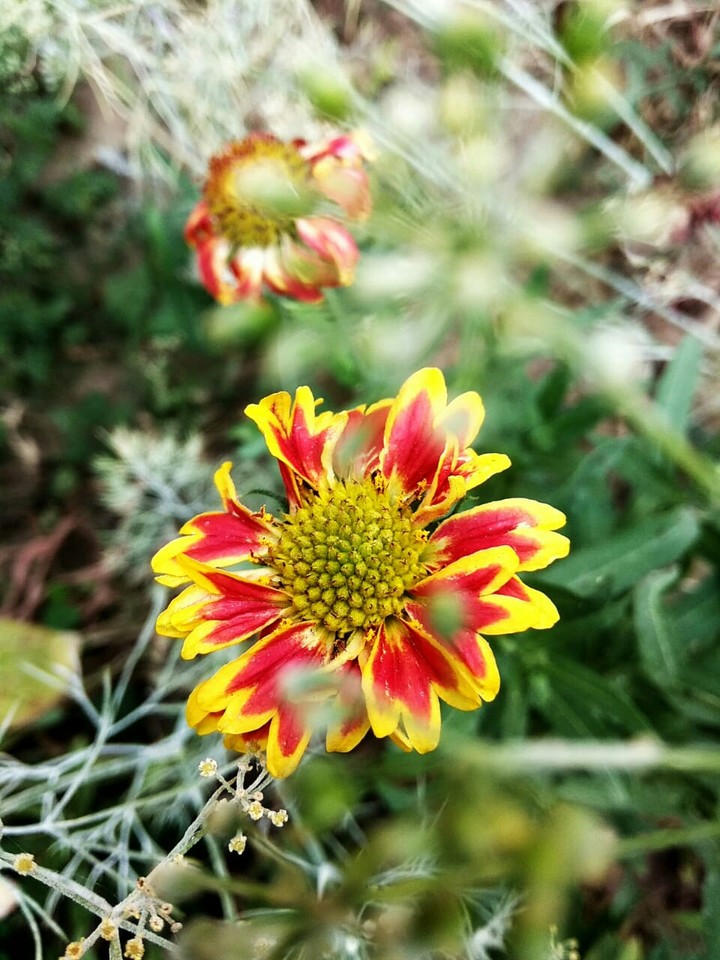 Dual colour flower