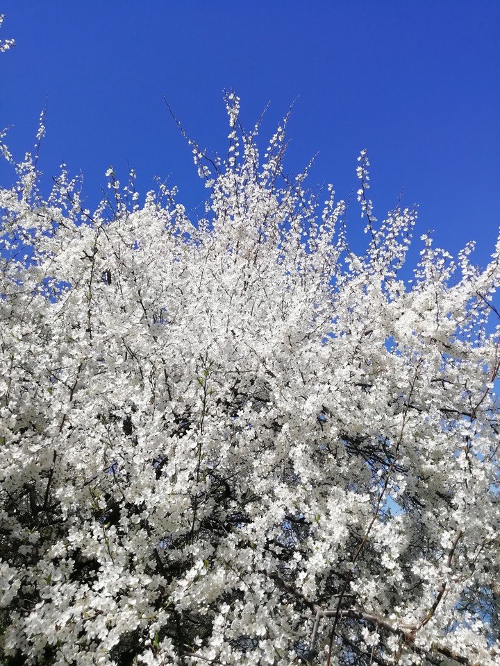 spring