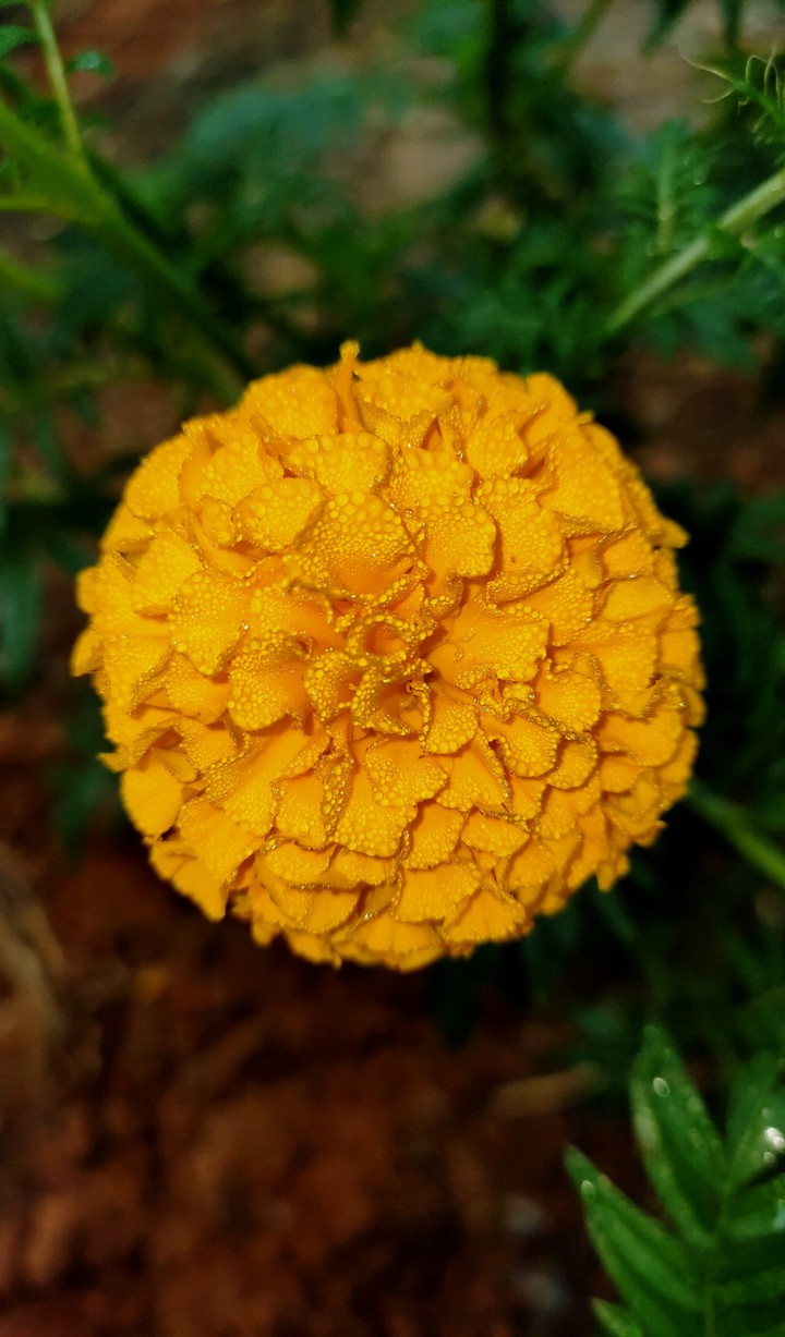 flower with little water droplets