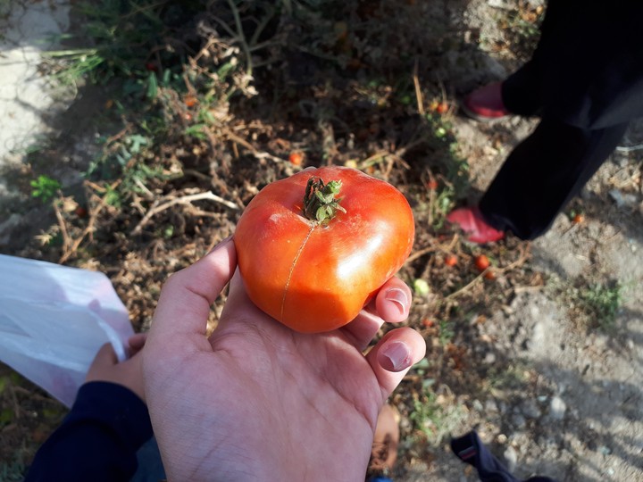 tomato