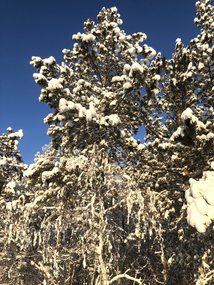 Winter tree