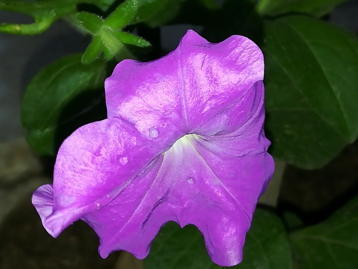 petunia flower