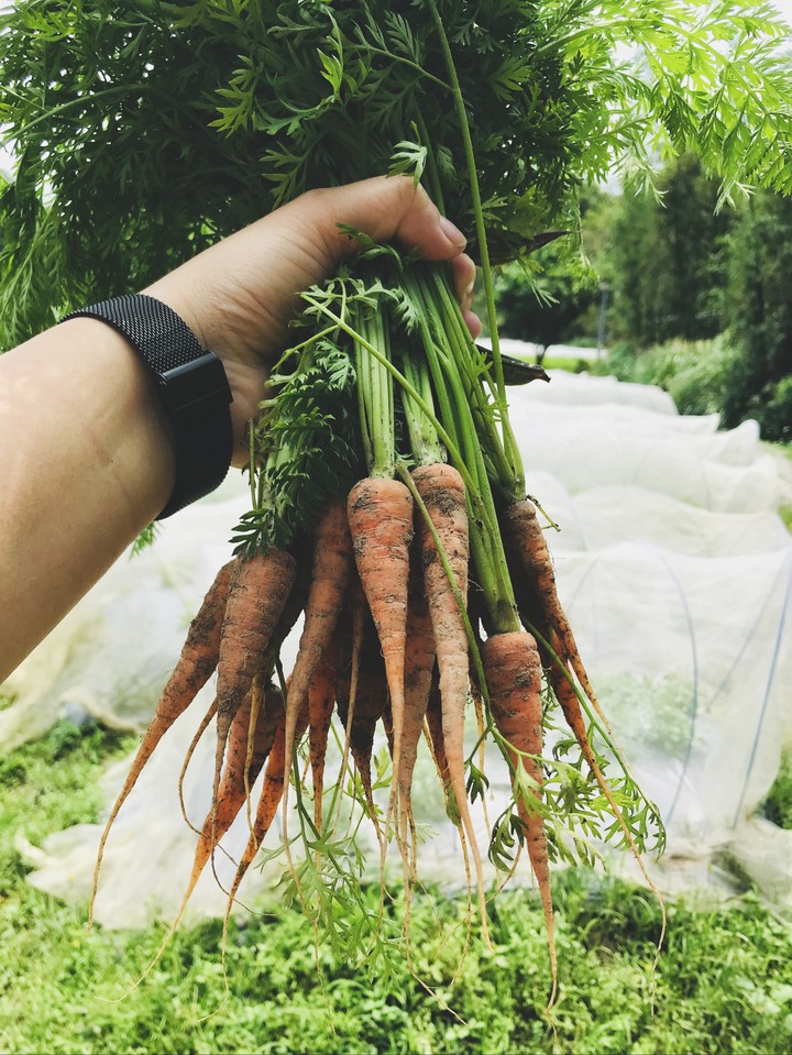 紅蘿蔔 carrot