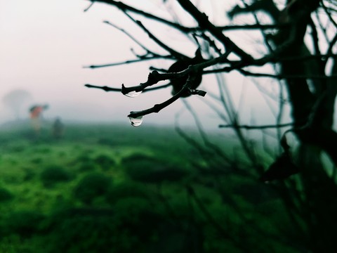 Drops in lief