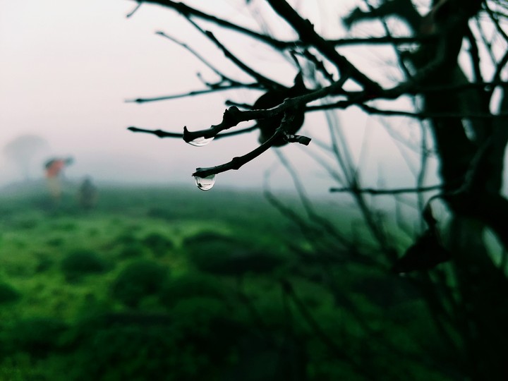 Drops in lief