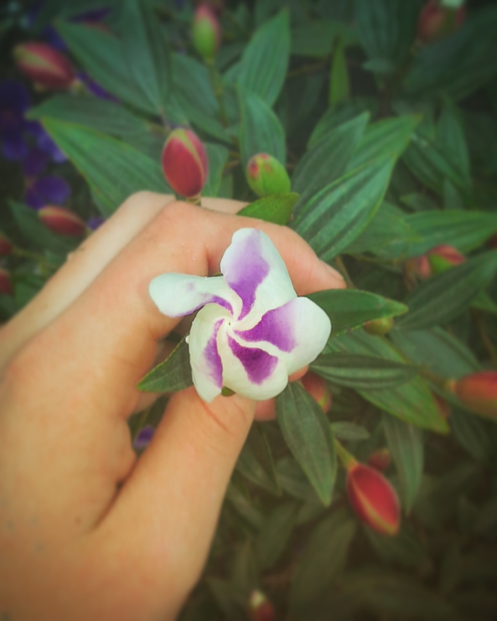 flower