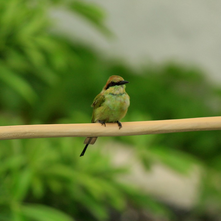 Bird