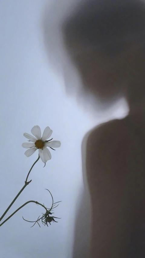 обои plant, petal