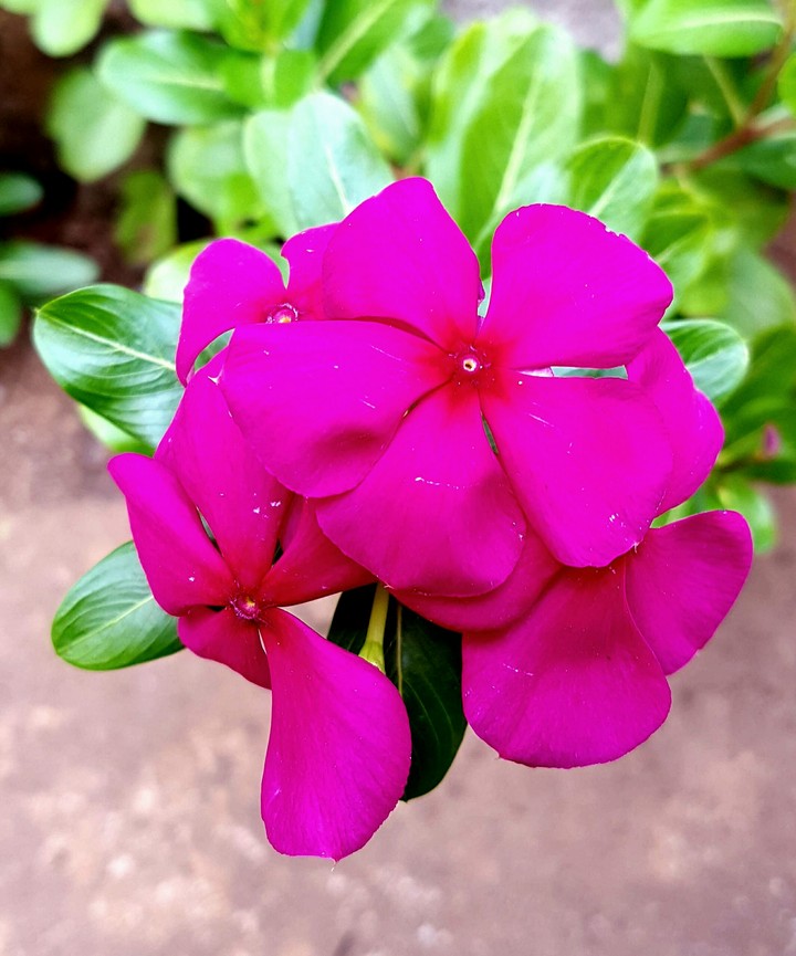 Flower