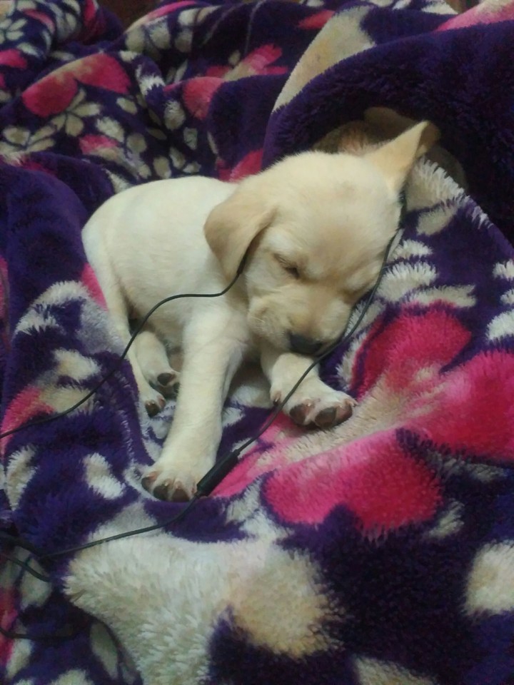 Sweet Puppy