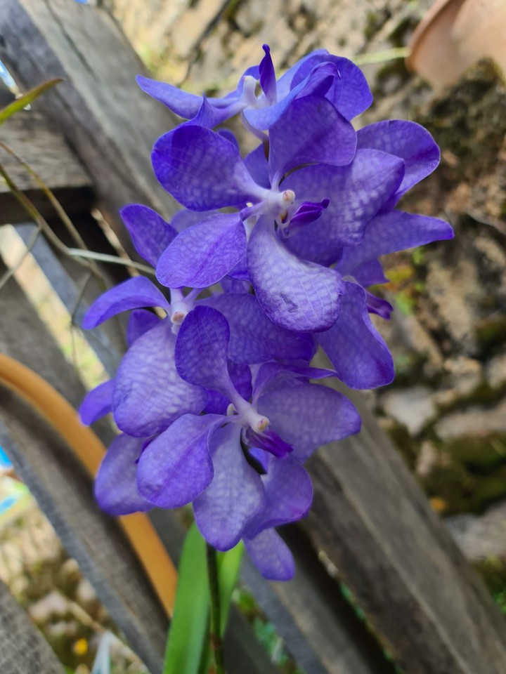 orchids