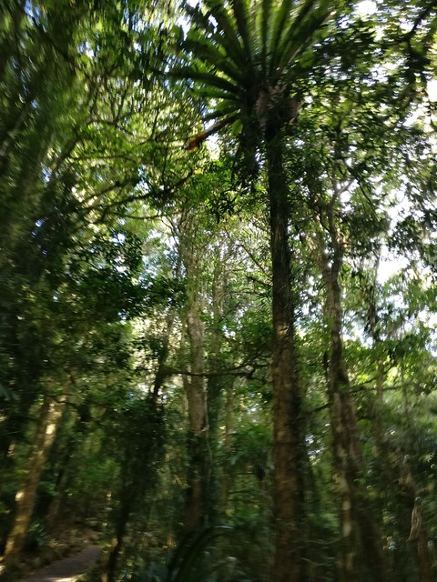 Lost in the Rainforest