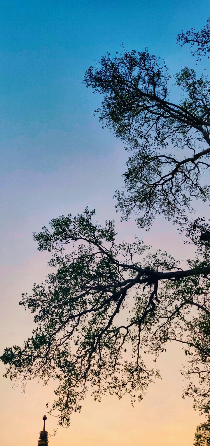 Branching to the Void