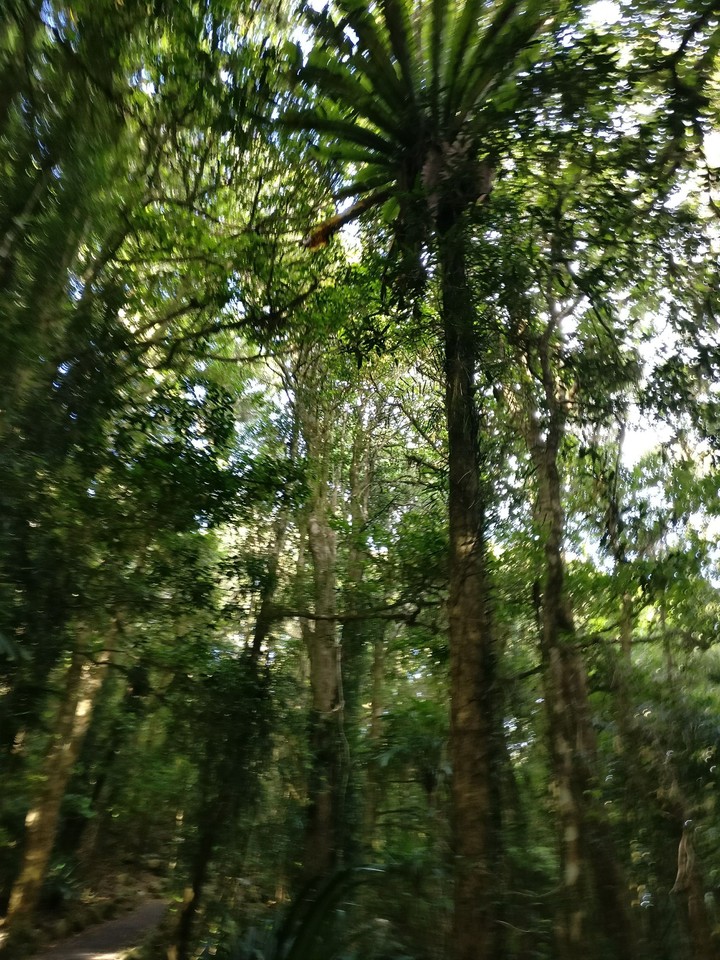 Lost in the Rainforest