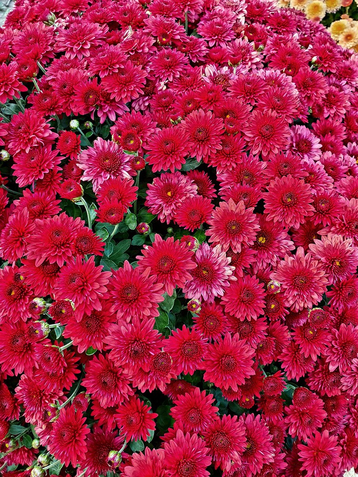 red flower