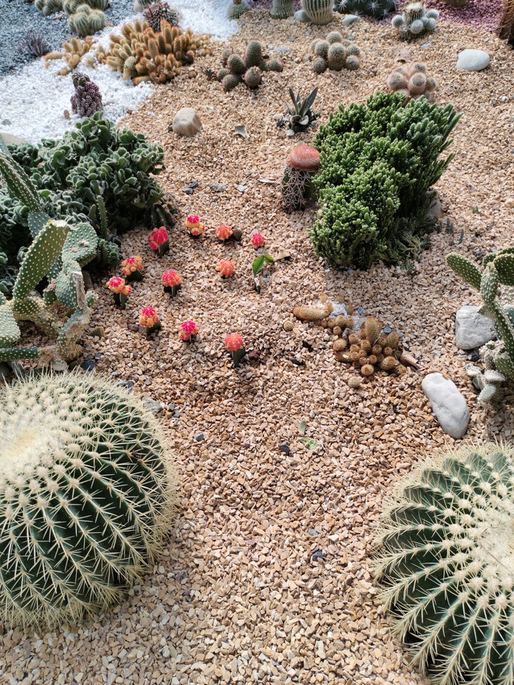 cactus flower