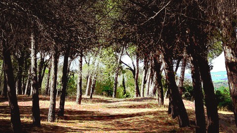 Camino de silencio