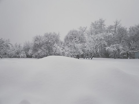 The Snow Kingdom
