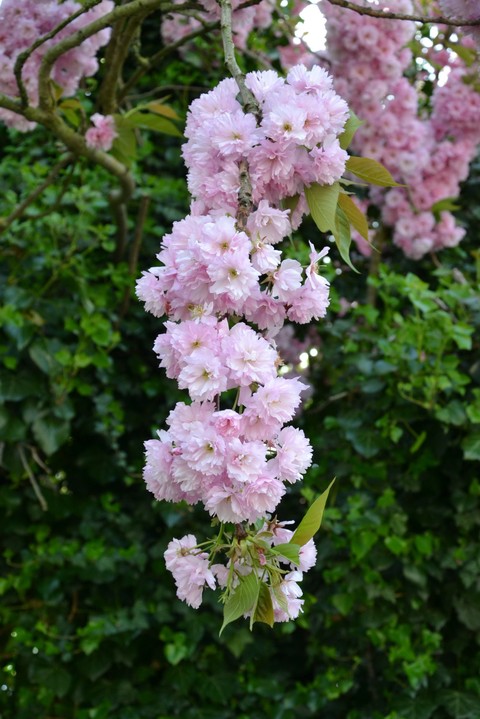 pink flower