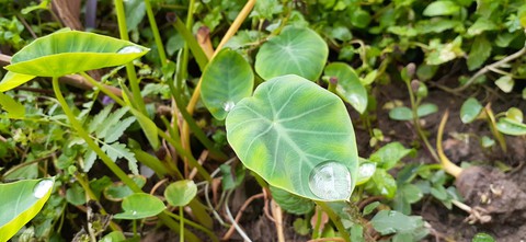 dew~