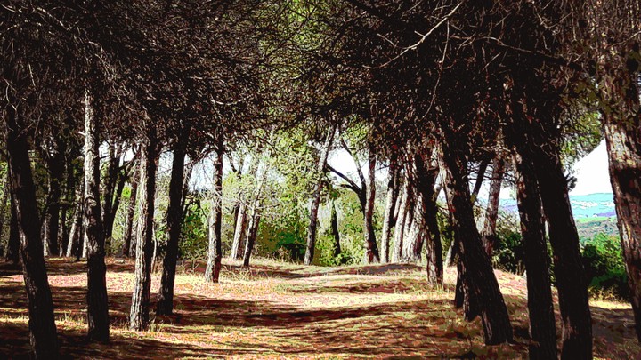 Camino de silencio
