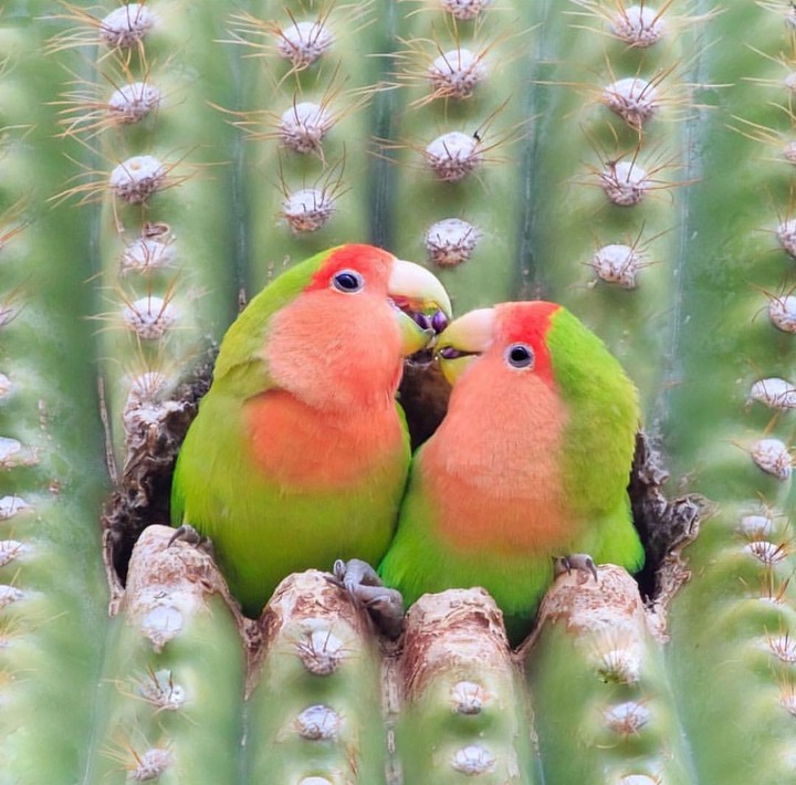 beautiful bird