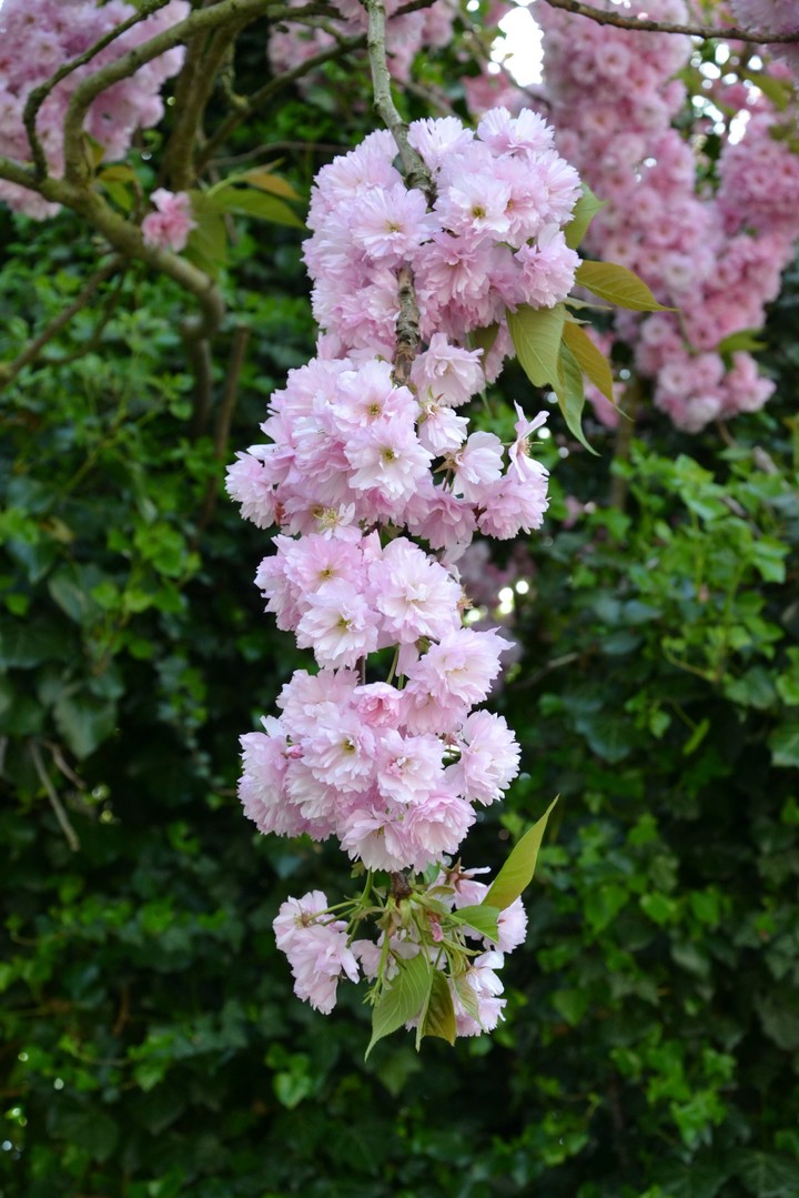 pink flower